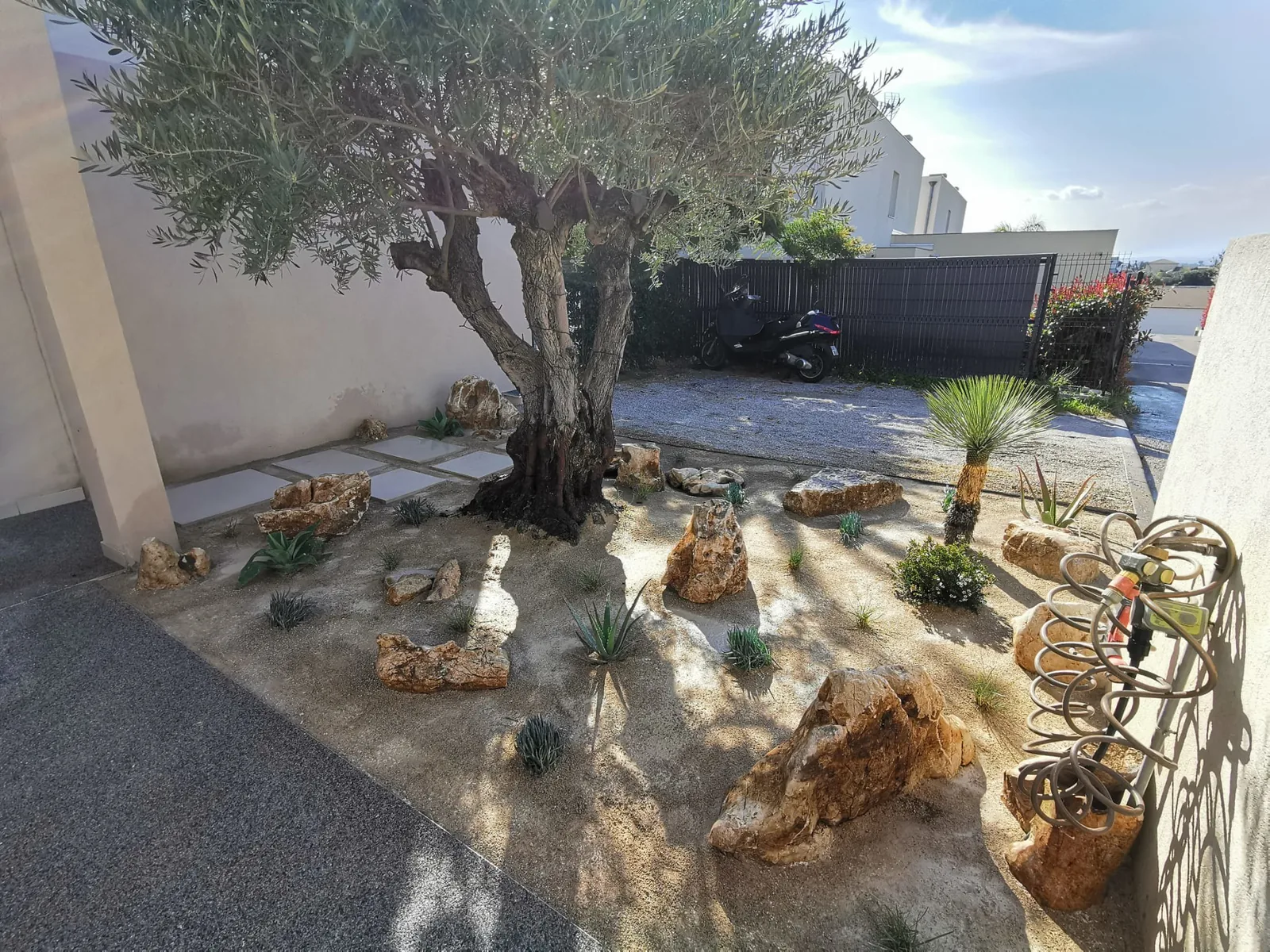Olivier et plantations de jardin sec