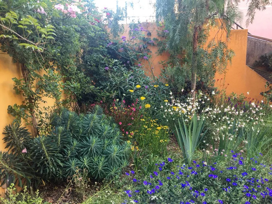 Massif fleuri au pied d’un mur ocre