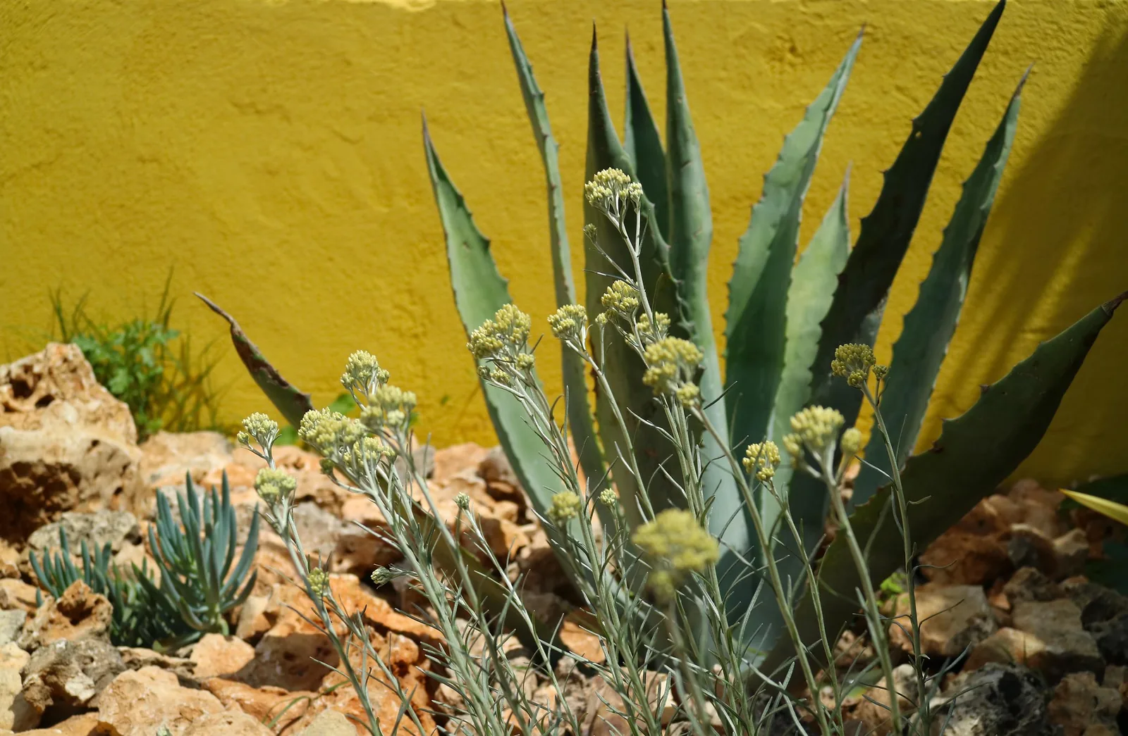 Détail de plantes succulentes et de roches