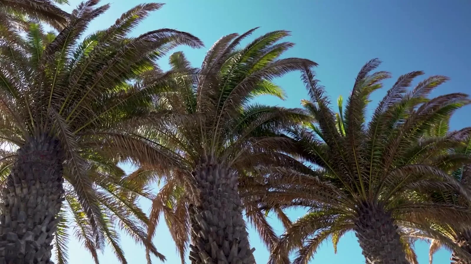 Sunlit palm trees — illustrative botanical footage
